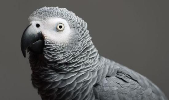 鹦鹉失踪4年重回家不讲英语改讲西班牙语