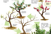 桃树的生长过程图片