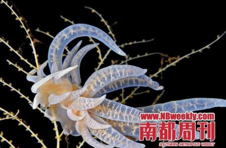 透明海蛞蝓作为甲壳类软体动物家族中的一个特殊的成员,海蛞蝓