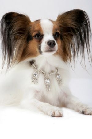 "爱情,爱情"钻石狗项圈,320万美元