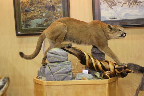 非洲珍藏动物标本