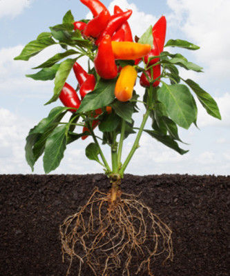 辣椒吃完后 为什么辣"菊花"