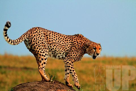 非洲五霸之一:猎豹