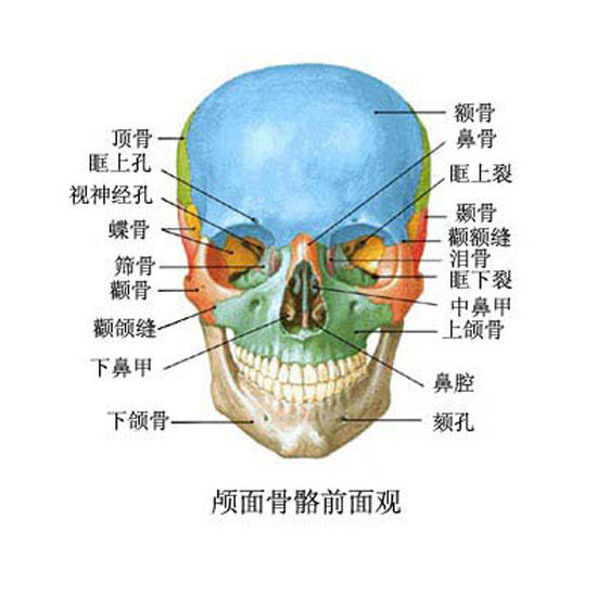 脸部骨头图图片