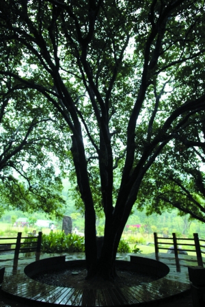 大香林寻访鉴湖第一源