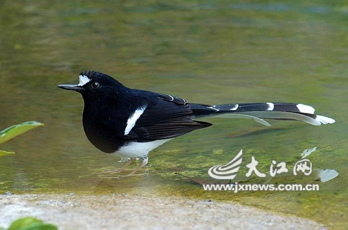 白冠燕尾首现庐山自然保护区