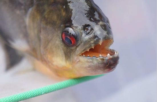 地球恐怖入侵者凶猛食人鱼入侵柳州