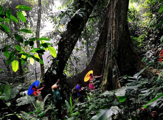 西双版纳 热带雨林国家公园探秘