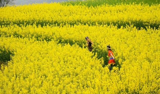 2014成都周邊賞花路線推薦 踏春賞花去武隆