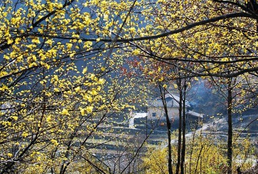 陕西最美十大赏花地 佛坪茱萸