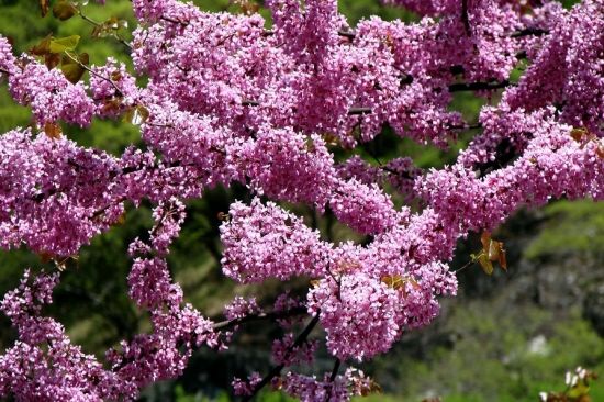 陝西大神級玉蘭樹將開花 樹冠兩畝如花山