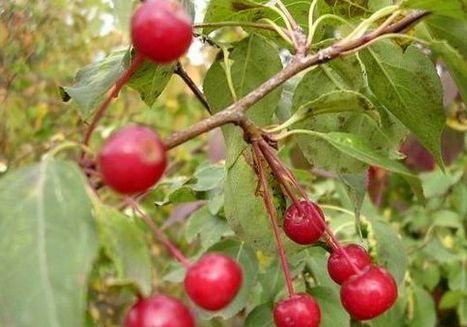 大兴安岭野果子之山荆子组图