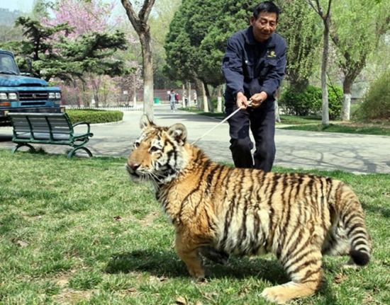 徐州动物园内一男子牵老虎出笼遛弯(图)