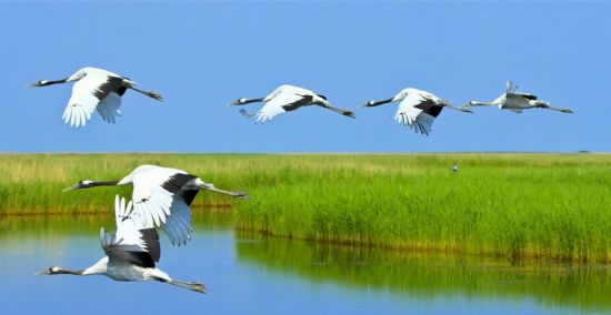 去扎龙自然保护区看丹顶鹤放飞_新浪旅游_新浪网