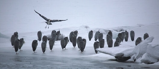 兴凯湖地处鸟类南北迁徙的咽喉地带,是亚太地区水鸟重要的迁飞地和