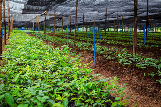 牛大力种植基地