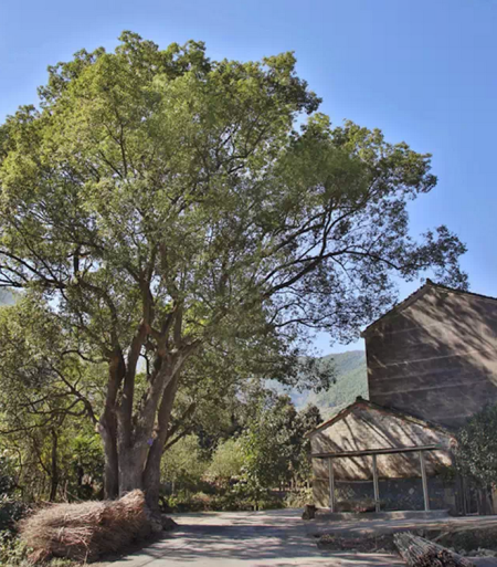 盘点宁波古树之最 触摸岁月的年轮