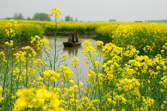 興化油菜花,圖片來自新浪微博@辭職組團去旅行