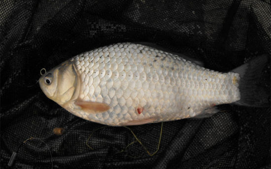 春日风光无限好 来彭泽棉船赏花赏景(2)