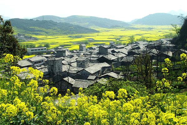 安顺旧州油菜花图片