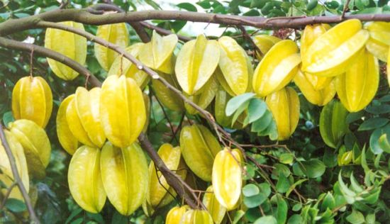 杨桃正当季 带你去摘广东最新鲜杨桃