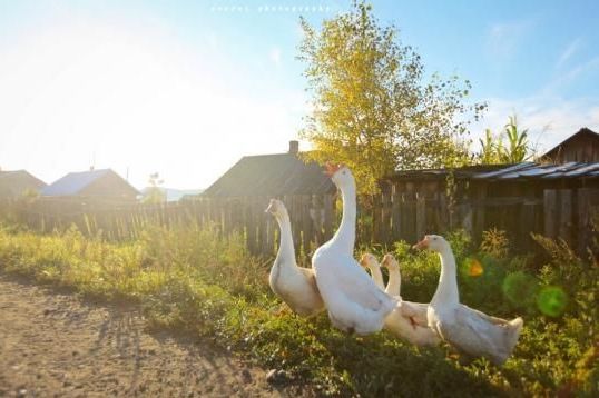 新浪旅游配图:大白鹅在路上晃啊晃 图片来源:网络