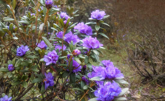 草原上盛开的灰背杜鹃