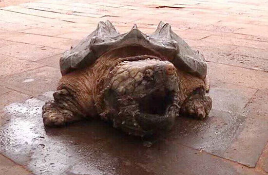 旅客带鳄龟乘飞机 被查移交收容中心