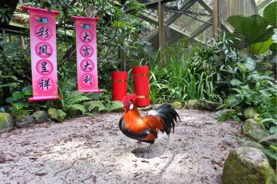 新加坡野生动物公园鸡年金鸡报晓迎吉年