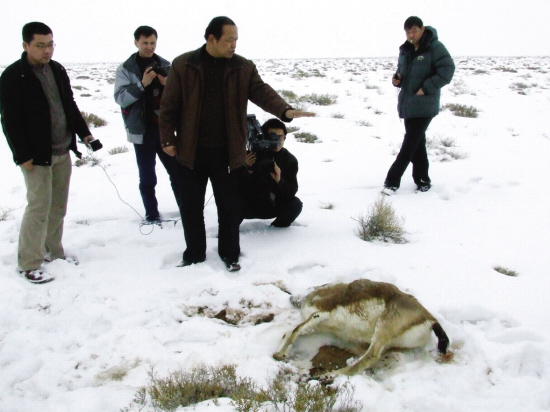 卡拉麦里野生动物面临断粮