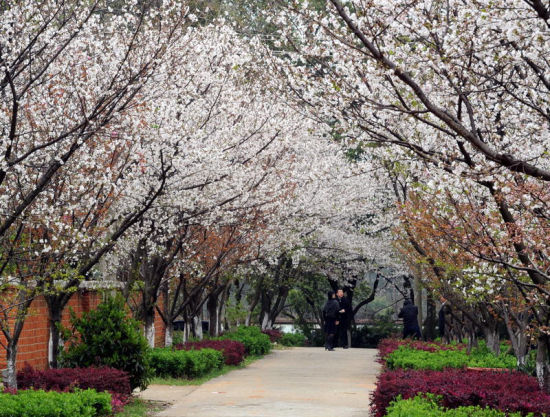 赏花何必挤武大江西省林科院看樱花走起
