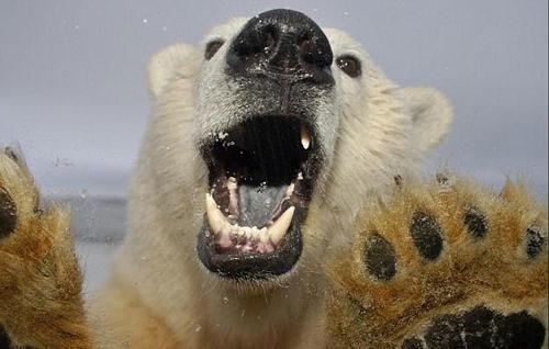北极熊怒吼图片
