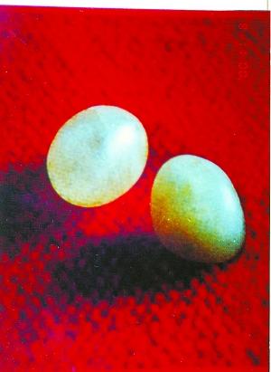 佛舍利重回云居寺(组图)