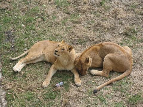 鞍山西柳老栓动物园