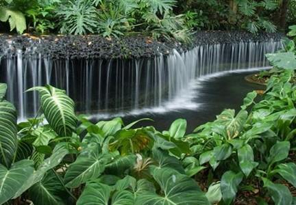 不容錯過的景點新加坡植物園圖