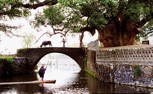 浓厚的乡村气息 严田古樟民俗园