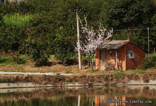 鱼塘边的小屋和杏花