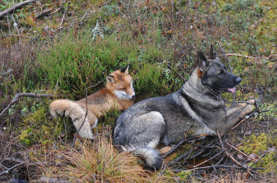 狐狸与狗的混血图片
