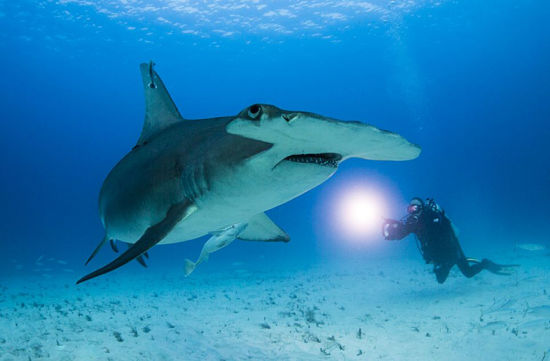 以色列摄影师惊险抓拍双髻鲨骇人利齿