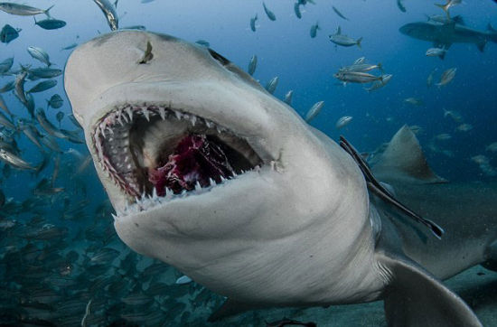 嘴张开的大鲨鱼的图片图片