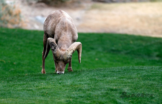 大角羊闯入高尔夫球场"作怪" 旁落无人自顾觅食
