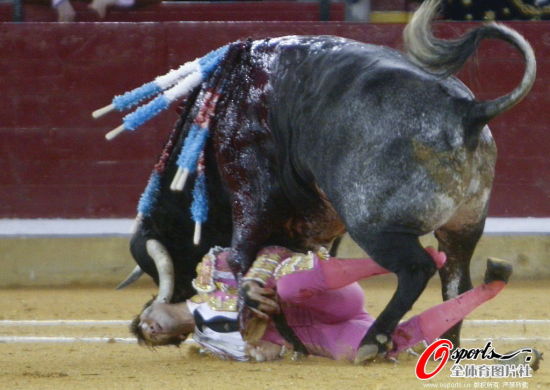 图文-斗牛士面庞被牛角戳穿 斗牛士倒地痛苦不堪