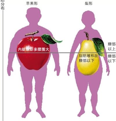 内脏脂肪面积图片