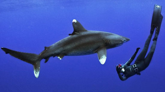 美國女子深海與鯊魚共舞呼籲保護動物