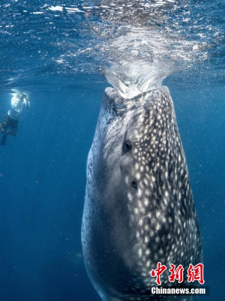 巨型鲸鲨张口狂吸似黑洞 潜水家险遇难