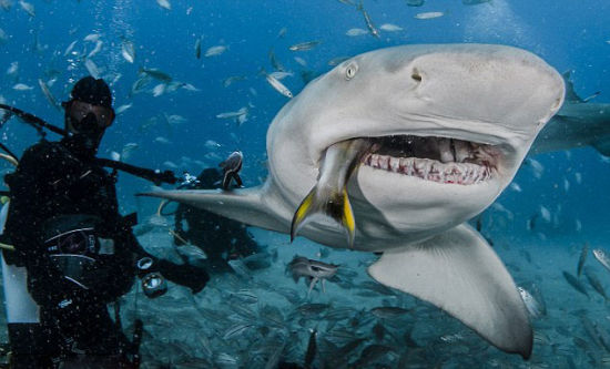 鲨鱼吃美玲图片