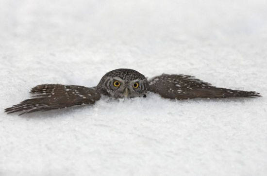 芬兰猫头鹰潜伏雪地捕食田鼠
