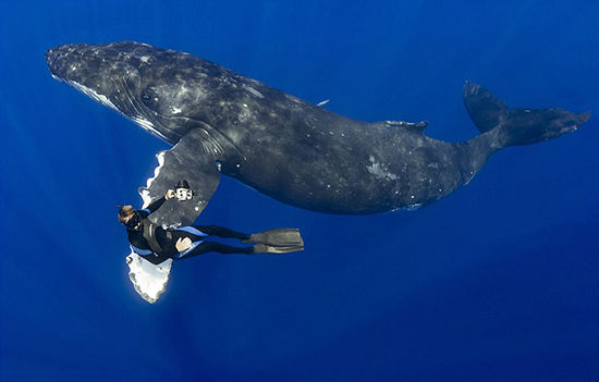 夏威夷潜水员与16米长座头鲸海下亲密握手